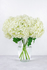 Floral arrangement of white hydrangea flowers in a clear vase isolated on a white background