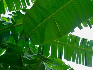 Different green palm leaves close- up