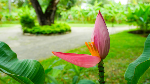 Pink Banana flower (Musa ornata Roxb,Flowering Banana)  on banana tree       
