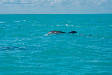 Fototapeta premium Dolphin swimming in beautiful blue caribbean sea