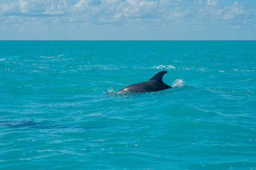 Obraz premium Dolphin swimming in beautiful blue caribbean sea
