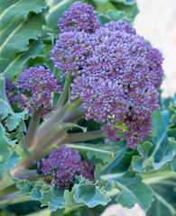 Purple sprouting broccoli florets, leaves and stalks - early spring, late winter vegetable.