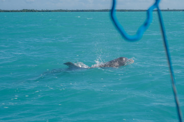 Obraz premium Dolphin swimming in beautiful blue caribbean sea