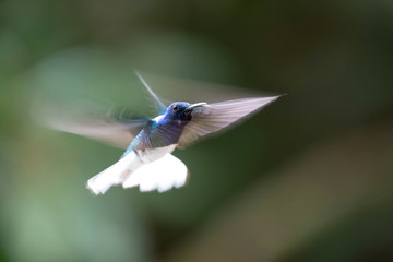 The Hummingbird is hovering and drinking the nectar from the beautiful flower in the rain forest. Flying White-necked Jacobin, Florisuga mellivora mellivora with nice colorful background.