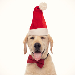 sleepy labrador retriever puppy dog wearing santa claus hat