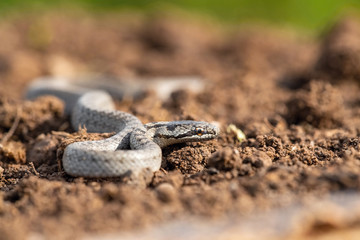 Natrix natrix, grass snake, Snake is crawling on the brown ground, green background