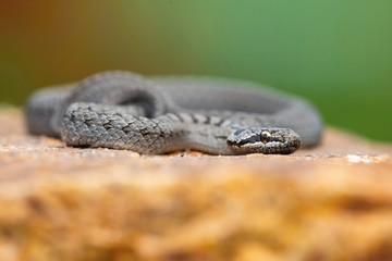 Natrix natrix, grass snake, Snake is crawling on the brown ground, green background