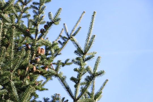 Acicular Bilder Durchsuchen 805 Archivfotos, und