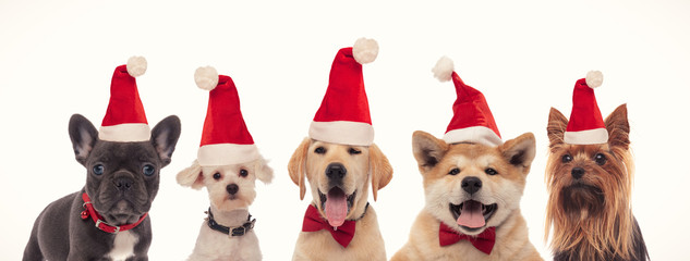five adorable little santa claus dogs