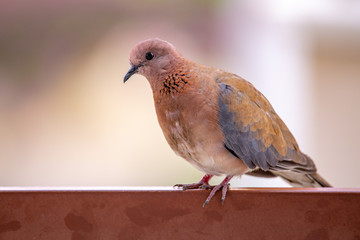 Laughing dove looking into the camera while sitting on a metal fence.