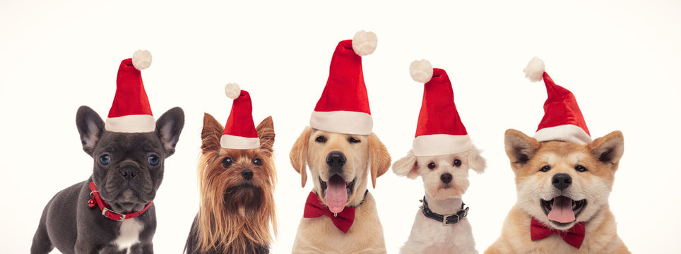 cute litte puppies wearing santa claus hats