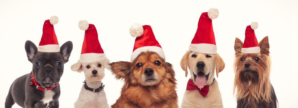 happy group of dogs wearing santa claus hats
