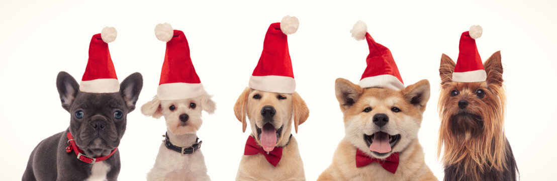 beautiful little santa claus puppies wearing red christmas hats