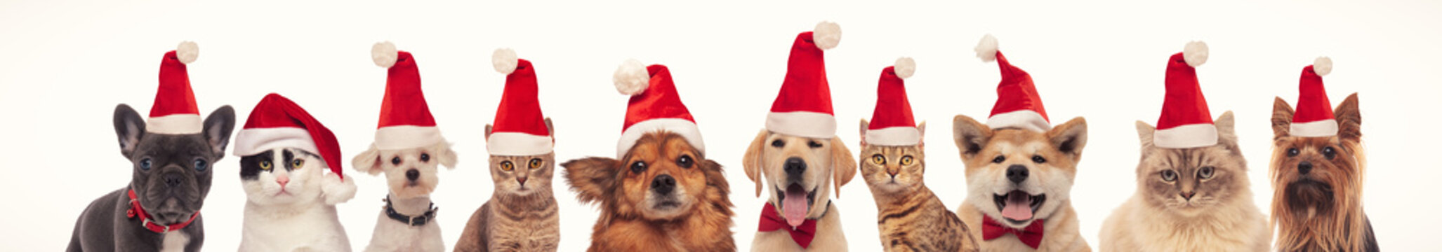 many cats and dogs wearing santa claus hats for christmas