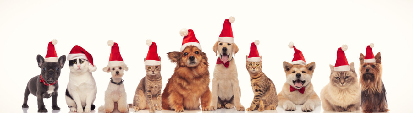 happy group of animals wearing santa claus hats