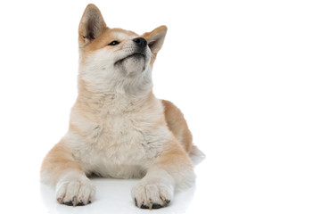 Confident Akita Inu curiously looking away
