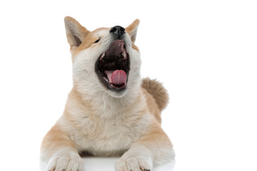 Sleepy Akita Inu yawning with its tongue exposed