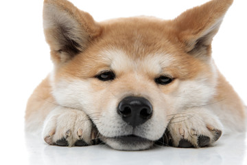 Close up of a bored Akita Inu resting
