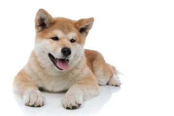 Lovely Akita Inu panting and smiling, looking away