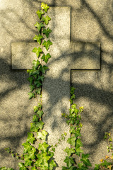 Old tombstone in cemetery on sunny day. Gravestone, object of religion and death theme. Cross with plant Ivy Hedera Helix growing on it.