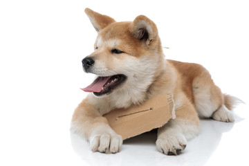 Tired Akita Inu yawning with its tongue exposed