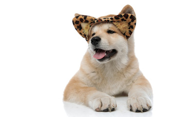 Sleepy Akita Inu yawning with its tongue exposed