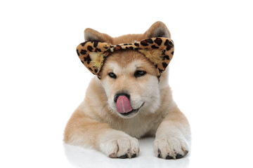 Eager Akita Inu licking its nose and looking away