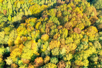 aerial shot of tree leaves stained in autumn colors