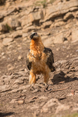 Quebrantahuesos
