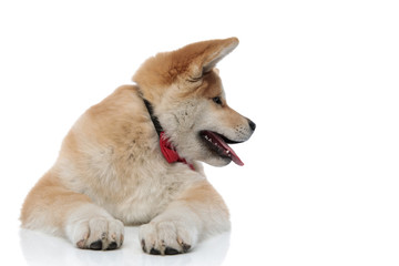 Focused Akita Inu curiously looking to the side and panting