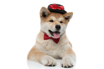 Clumsy Akita Inu sticking out its tongue and looking away
