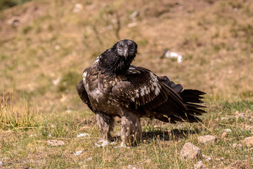 Quebrantahuesos