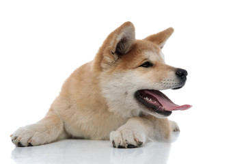 Playful Akita Inu panting and looking to the side