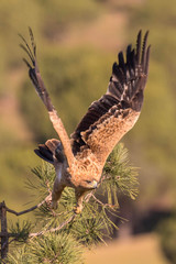 Aguila imperial