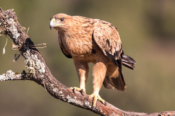 Aguila imperial