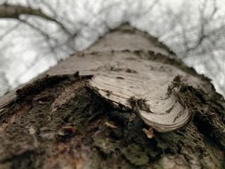 birch closeupand the autumn sky
