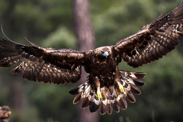 Aguila real