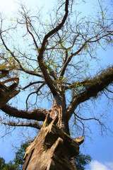 Big tree and their branches