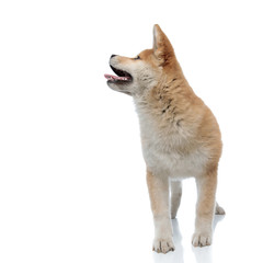 Dutiful Akita Inu panting and begging to the side