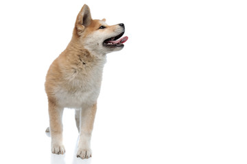Eager Akita Inu curiously looking away