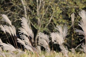 Fluffy reed in the wind in front of blurry background with copy space above