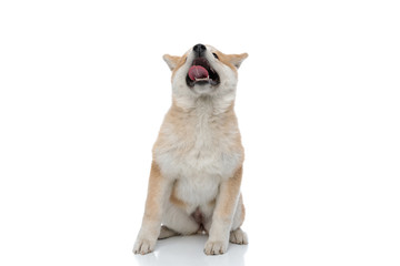 Playful Akita Inu panting and looking up