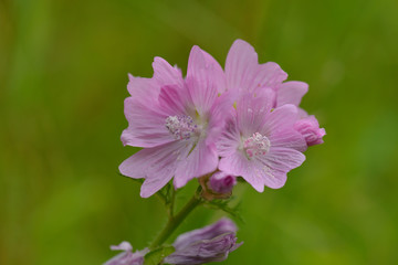 Blüten der Wilden Malve	