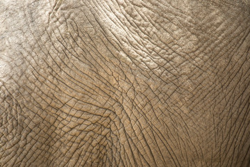 skin of african elephant