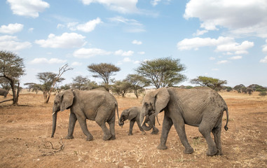 Fototapeta na wymiar african elephants in a nature of Tanzania