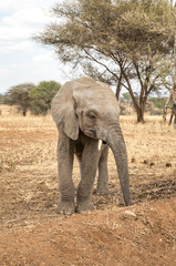 Obraz premium afrykańskie słonie w naturze Tanzanii