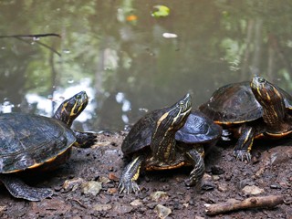 Obraz premium Three Turtles at a lake in the National Park, Panama
