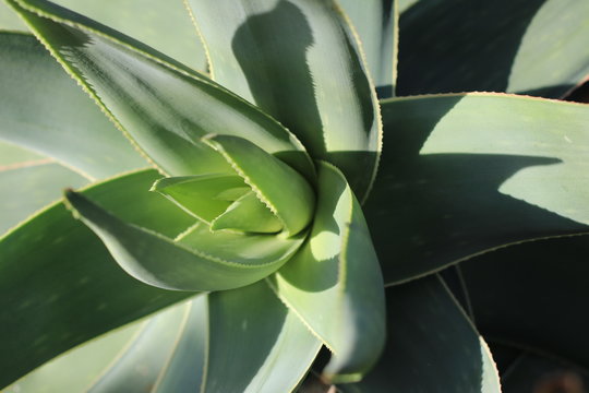 Closeup of a green agave, succulent plant in the sunny garden