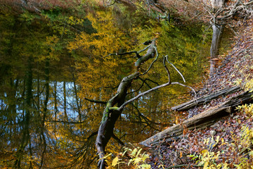 Detailaufnahme am Dillsgraben bei Bockenem