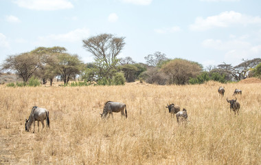 wilderbeest in african savannah